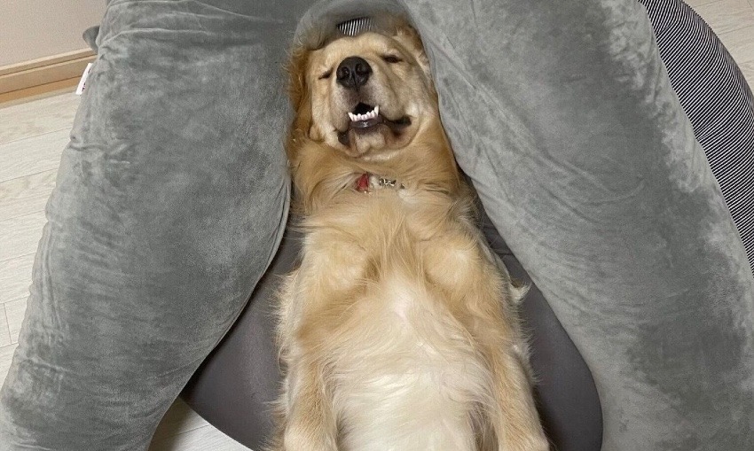 なぜ犬の種類によって性格が違うのか。