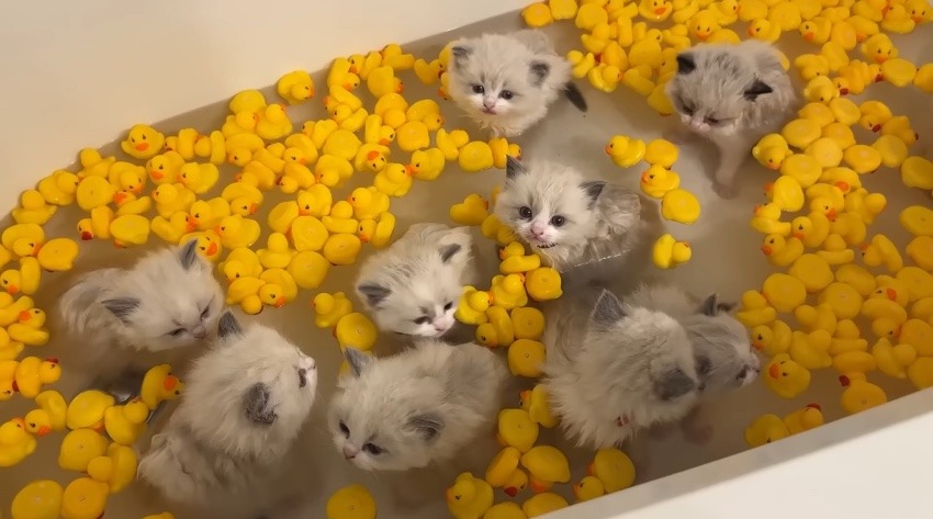 「可愛い」の分類や定義