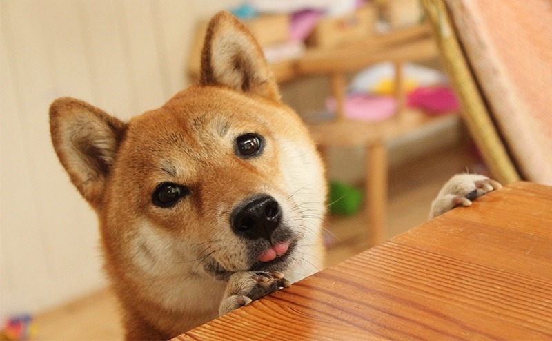 犬にとって良い飼い主とはどんな人なのか