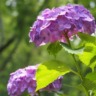 紫陽花